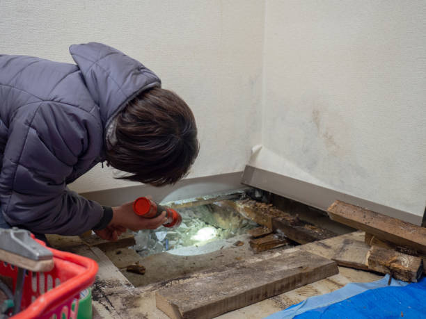 Best Crawl Space Mold Remediation  in Lake Ridge, VA