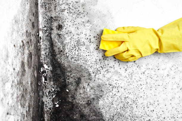 Best Post-Remediation Verification Testing  in Lake Ridge, VA