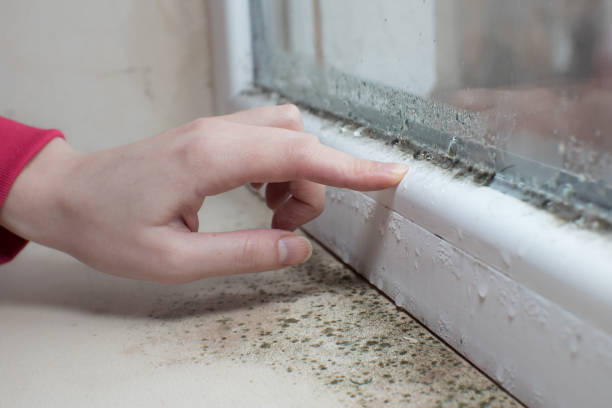 Forensic Mold Investigation in Lake Ridge, VA