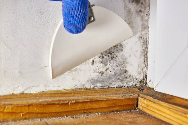 Best Mold Documentation for Insurance Claims  in Lake Ridge, VA