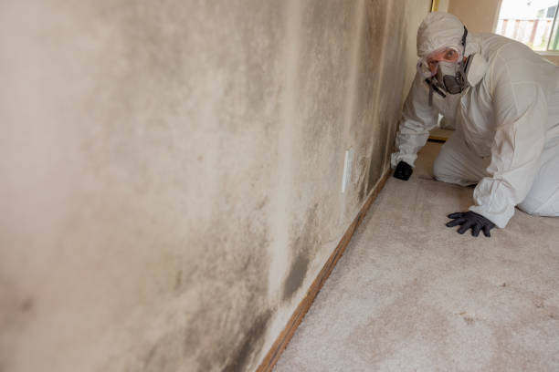 Best Mold Documentation for Insurance Claims  in Lake Ridge, VA